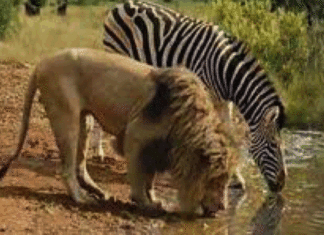 Situation nationale : C’est possible