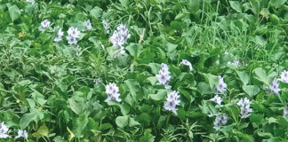 Actu vert : la jacinthe d’eau, une plante envahissante et nocive