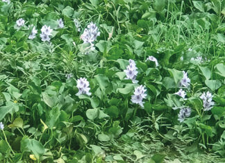 Actu vert : la jacinthe d’eau, une plante envahissante et nocive