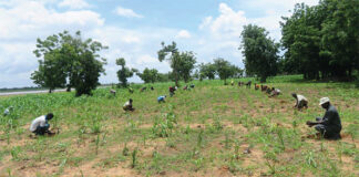 Lutte contre la désertification : l’agroforesterie, l’arme verte