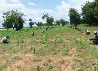 Lutte contre la désertification : l’agroforesterie, l’arme verte