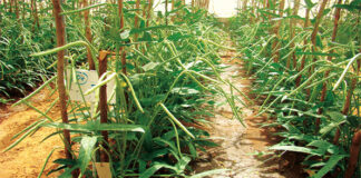 Sécurité alimentaire : le niébé Bt, une légumineuse prometteuse