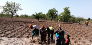 Souveraineté alimentaire en Afrique : la solution par des sols sains