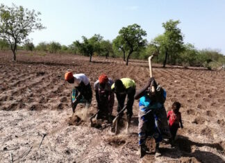 Souveraineté alimentaire en Afrique : la solution par des sols sains