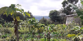 Prise en compte de l’agroécologie à la COP27 : « L’appel d’Addis Abeba » de la société civile africaine