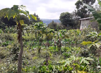 Prise en compte de l’agroécologie à la COP27 : « L’appel d’Addis Abeba » de la société civile africaine
