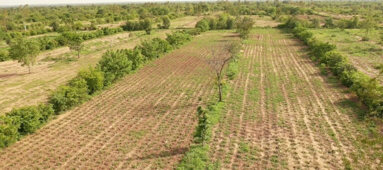 Souveraineté alimentaire en Afrique : La société civile appelle à un financement conséquent de l’agroécologie