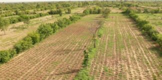 Souveraineté alimentaire en Afrique : La société civile appelle à un financement conséquent de l’agroécologie