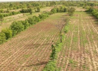 Souveraineté alimentaire en Afrique : La société civile appelle à un financement conséquent de l’agroécologie