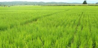 Campagne agricole 2022-2023 : le ministre de l’agriculture dans les champs des Hauts-Bassins