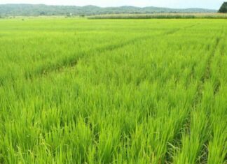 Campagne agricole 2022-2023 : le ministre de l’agriculture dans les champs des Hauts-Bassins