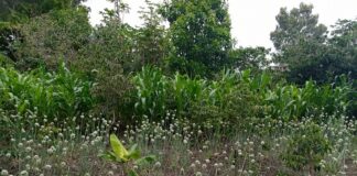 COP 27: L’agroécologie, la réponse de la société civile africaine