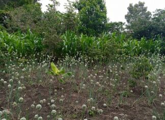 COP 27: L’agroécologie, la réponse de la société civile africaine