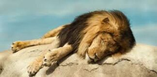 Ouganda : 17 ans de prison pour deux braconniers pour avoir tué six lions