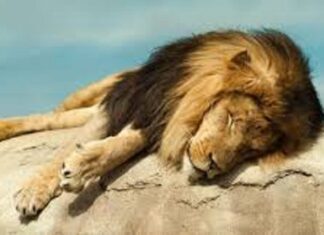 Ouganda : 17 ans de prison pour deux braconniers pour avoir tué six lions