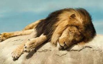 Ouganda : 17 ans de prison pour deux braconniers pour avoir tué six lions