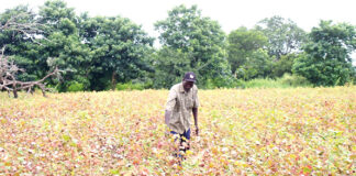 Campagne cotonnière 2022-2023 : l’attaque des jassides réduit les espoirs