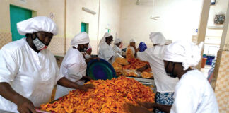 Unités de séchage de mangues : un secteur « juteux » en quête de financement