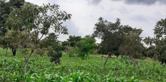 Régénération naturelle assistée : Une pratique ancestrale de gestion durable des sols