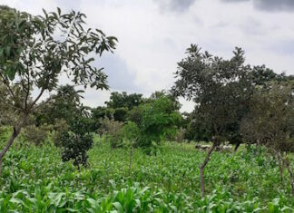 Régénération naturelle assistée : Une pratique ancestrale de gestion durable des sols