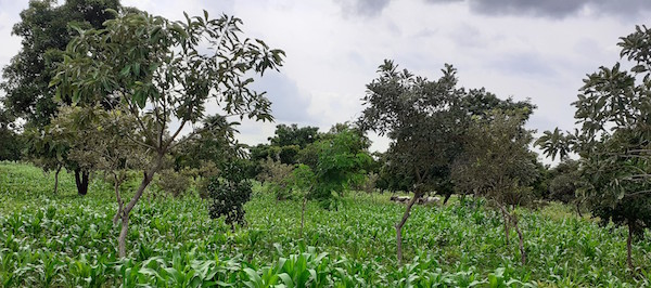 Une
