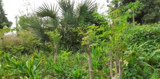 L’Agroécologie : Une alternative endogène d’adaptation au changement climatique