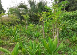 L’Agroécologie : Une alternative endogène d’adaptation au changement climatique