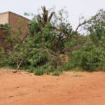 Kaya : un homme perd 2 membres en élaguant un arbre