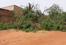 Kaya : un homme perd 2 membres en élaguant un arbre