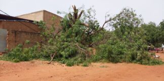 Kaya : un homme perd 2 membres en élaguant un arbre