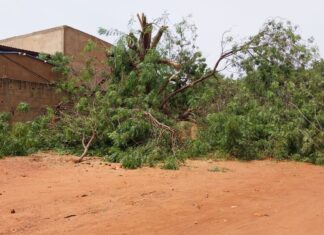 Kaya : un homme perd 2 membres en élaguant un arbre