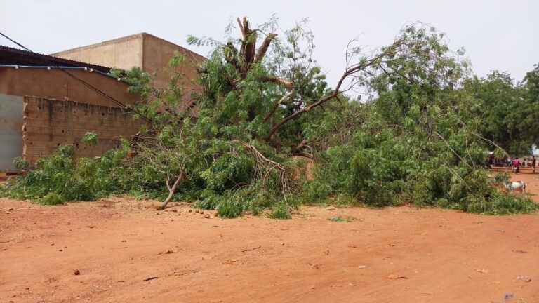 Kaya : un homme perd 2 membres en élaguant un arbre