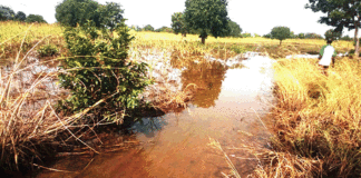 Débordement du fleuve Mouhoun : plus de 2 600 hectares du “ Grenier du Burkina ” submergés par les eaux