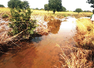 Débordement du fleuve Mouhoun : plus de 2 600 hectares du “ Grenier du Burkina ” submergés par les eaux