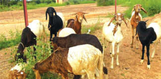 Compétitivité du secteur de l’élevage au Burkina : le PRECEL pour accroitre la résilience des acteurs