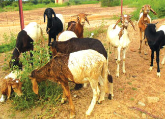 Compétitivité du secteur de l’élevage au Burkina : le PRECEL pour accroitre la résilience des acteurs