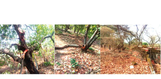 Financement des pertes et préjudices : L’expérience du Burkina Faso partagée à la COP27