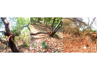 Financement des pertes et préjudices : L’expérience du Burkina Faso partagée à la COP27