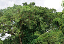 Gestion durable des forêts villageoises : un engagement communautaire exemplaire dans le Nahouri