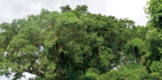 Gestion durable des forêts villageoises : un engagement communautaire exemplaire dans le Nahouri