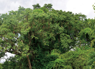 Gestion durable des forêts villageoises : un engagement communautaire exemplaire dans le Nahouri