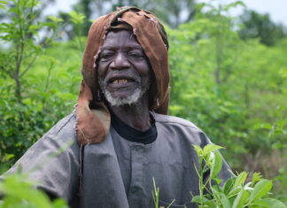 Agriculture : planter des baobabs, le pari fou du vieux Salifou Ouédraogo qui totalise plus de 35 000 pieds à son actif