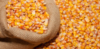 Burkina : l’exportation des céréales demeure suspendue sur tout le territoire national