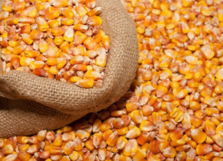 Burkina : l’exportation des céréales demeure suspendue sur tout le territoire national