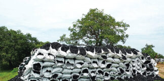 Carbonisation au Sud-Ouest du Burkina : des pratiques humaines qui mettent des espèces végétales en péril