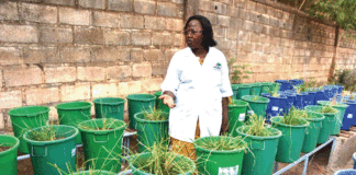 Dépollution des sites d’orpaillage : la phytoremédiation, le remède miracle