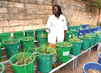 Dépollution des sites d’orpaillage : la phytoremédiation, le remède miracle
