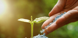 Fertilisant agricole : la CAIMA ambitionne de constituer un stock de sécurité de 100 000 tonnes d’engrais pour alimenter la production nationale