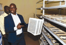 Insectarium de Bobo-Dioulasso : l’ «usine » de production des mouches tsé-tsé