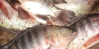 Raréfaction du poisson à Moussodougou : les pêcheurs dans la hantise